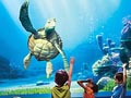 Disney California Adventure - Turtle Talk with Crush