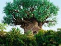 Animal Kingdom Park - The Tree of Life